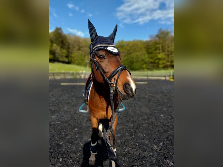 Welsh D (Cob) Gelding 15 years 14,2 hh Bay in Luxembourg Canach