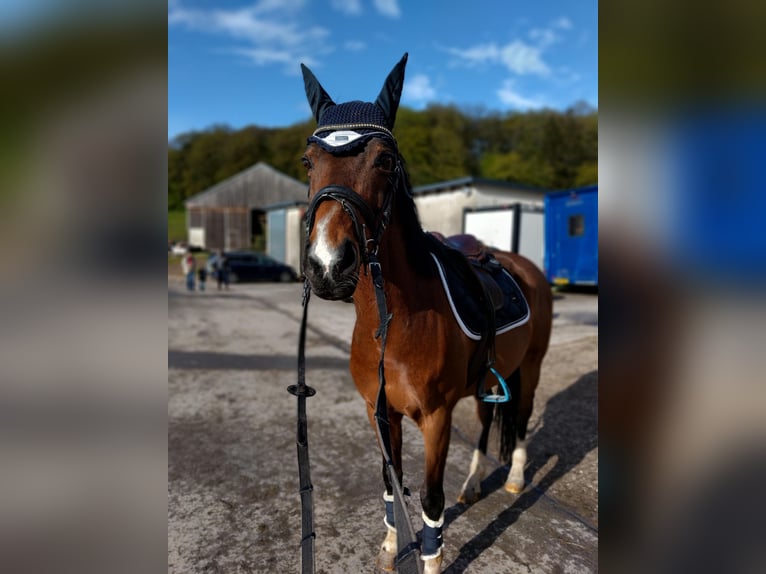 Welsh D (Cob) Gelding 15 years 14,2 hh Bay in Luxembourg Canach