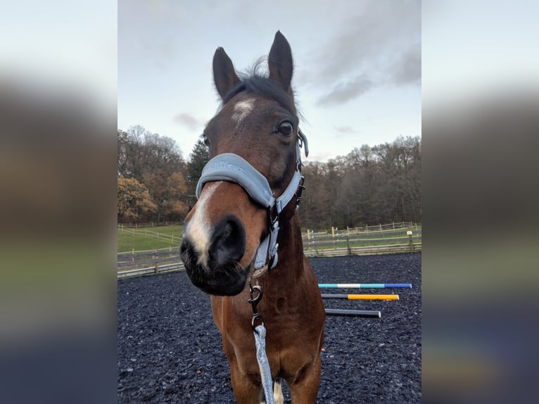 Welsh D (Cob) Gelding 15 years 14,2 hh Bay in Luxembourg Canach