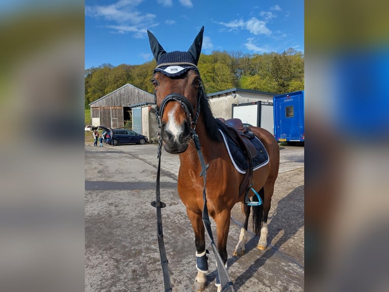 Welsh D (Cob) Gelding 15 years 14,2 hh Bay in Luxembourg Canach