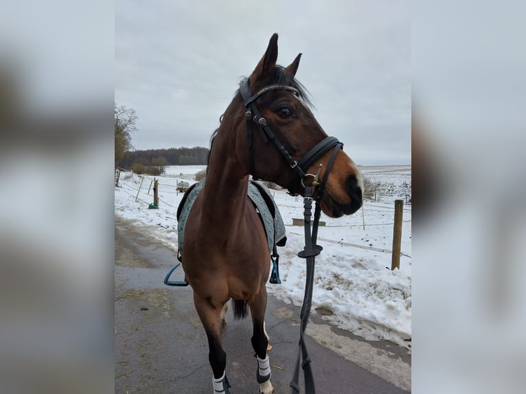 Welsh D (Cob) Gelding 15 years 14,2 hh Bay in Luxembourg Canach