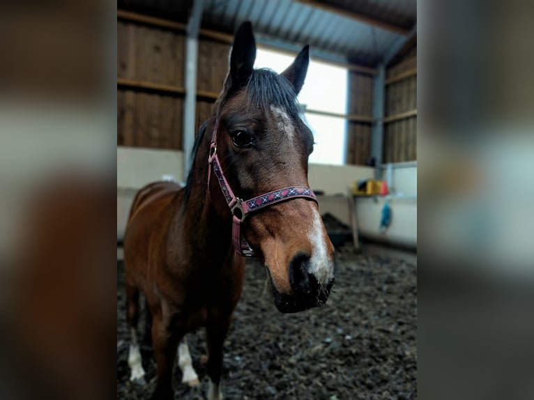 Welsh D (Cob) Gelding 15 years 14,2 hh Bay in Luxembourg Canach