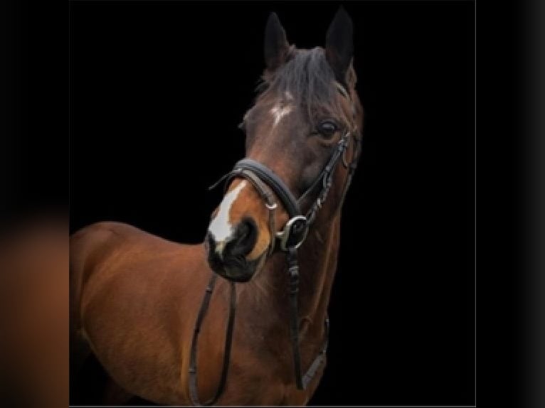 Welsh D (Cob) Gelding 15 years 14,2 hh Bay in Luxembourg Canach