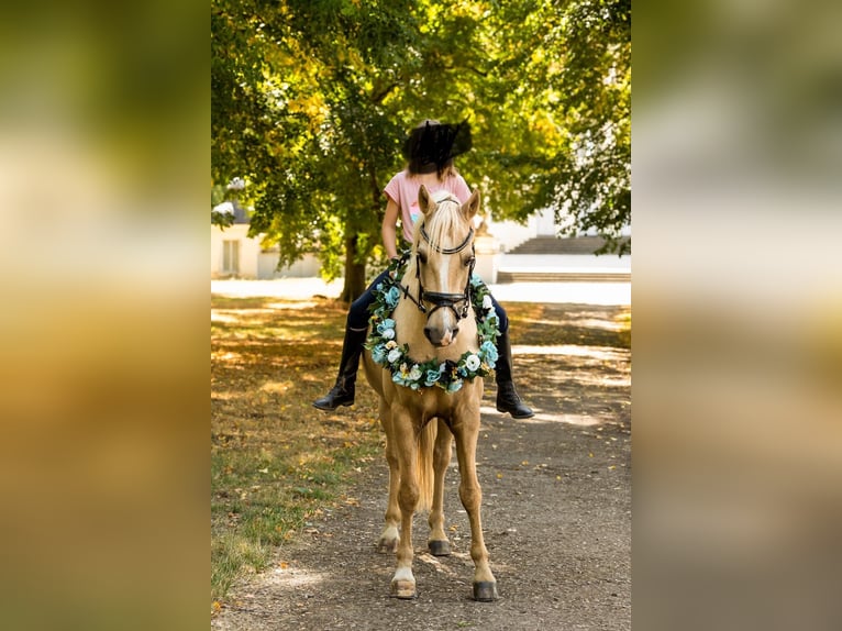 Welsh D (Cob) Gelding 15 years 14,2 hh Palomino in Trier