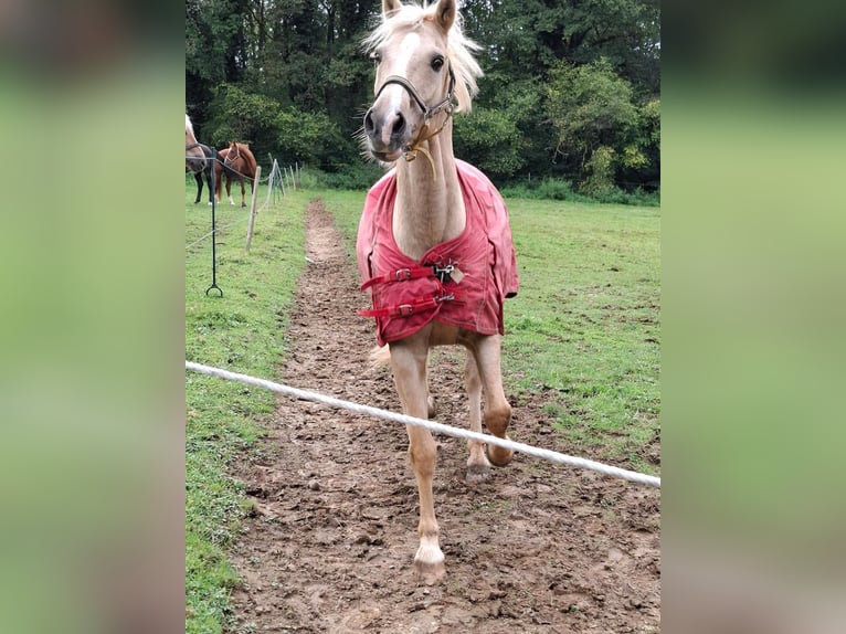 Welsh D (Cob) Gelding 15 years 14,2 hh Palomino in Trier