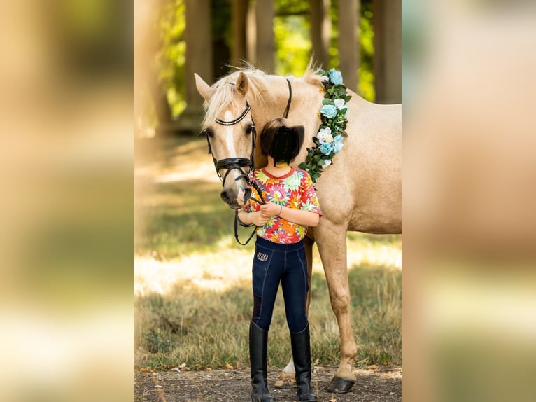 Welsh D (Cob) Gelding 15 years 14,2 hh Palomino in Trier