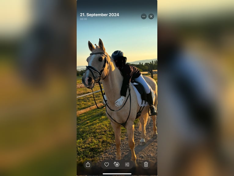 Welsh D (Cob) Gelding 15 years 14,2 hh Palomino in Trier