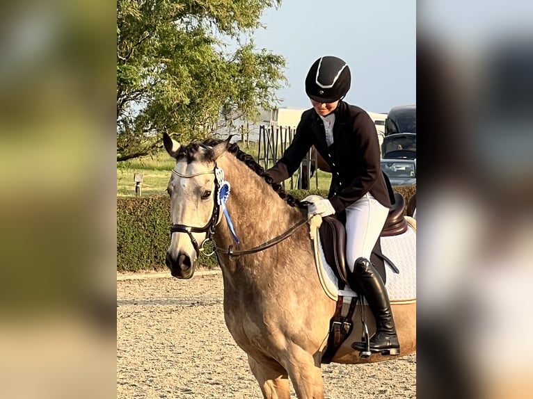 Welsh D (Cob) Gelding 15 years 15,2 hh Brown in Butzbach