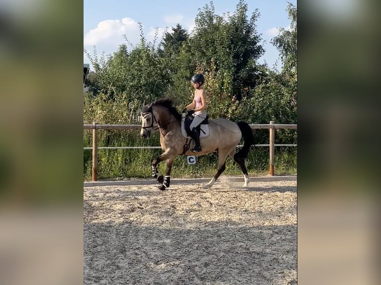 Welsh D (Cob) Gelding 15 years 15,2 hh Brown in Butzbach