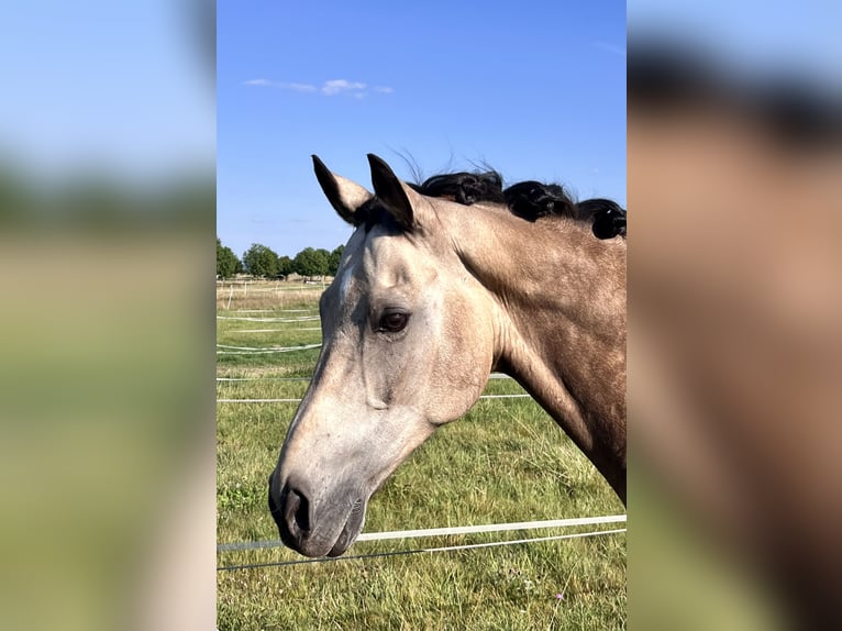 Welsh D (Cob) Gelding 15 years 15,2 hh Brown in Butzbach