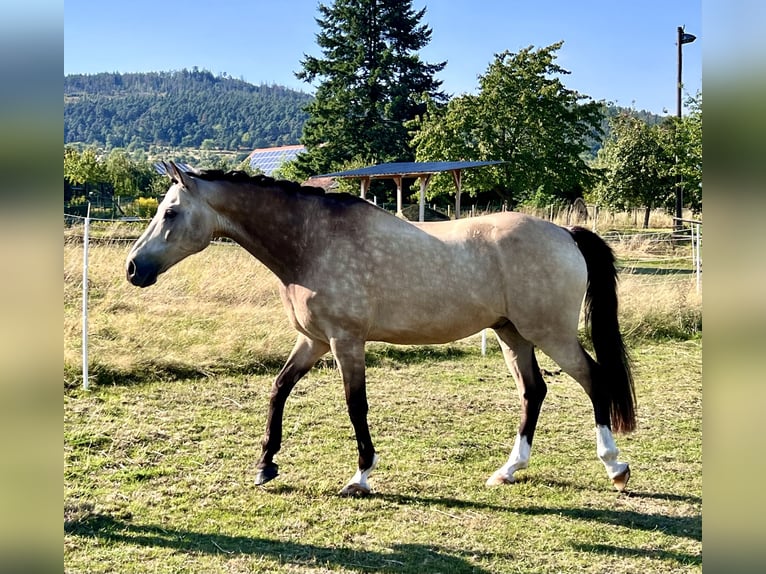 Welsh D (Cob) Gelding 15 years 15,2 hh Brown in Butzbach