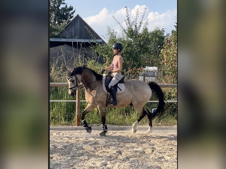 Welsh D (Cob) Gelding 15 years 15,2 hh Brown in Butzbach