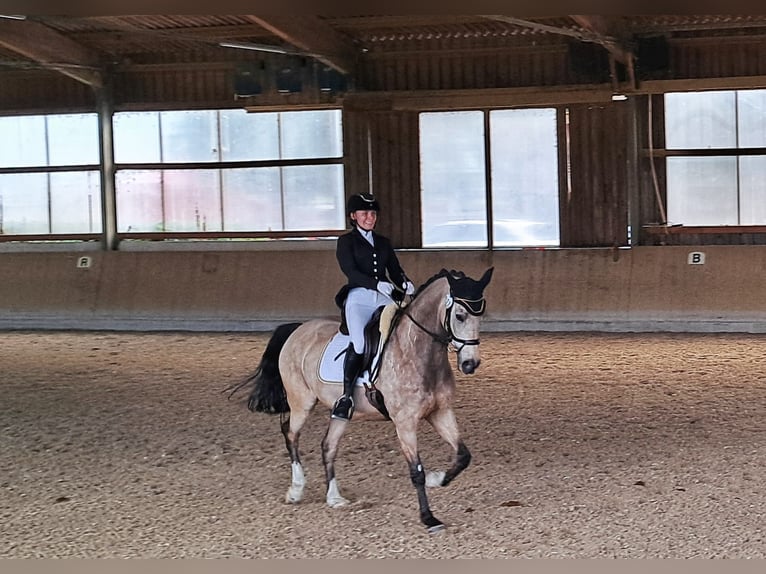 Welsh D (Cob) Gelding 15 years 15,2 hh Brown in Butzbach