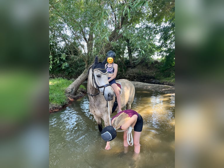 Welsh D (Cob) Gelding 15 years 15,2 hh Brown in Butzbach