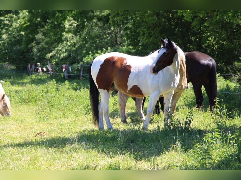 Welsh D (Cob) Mix Gelding 17 years 15,2 hh Pinto in Bimöhlen