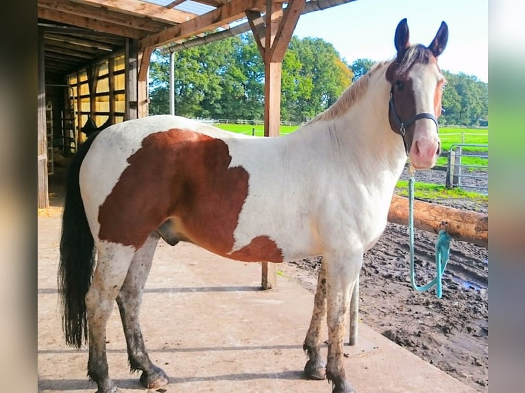 Welsh D (Cob) Mix Gelding 17 years 15,2 hh Pinto in Bimöhlen