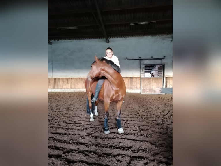 Welsh D (Cob) Gelding 19 years 15 hh Brown in Cuxhaven