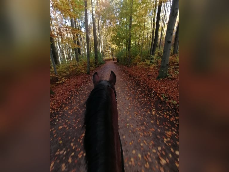 Welsh D (Cob) Gelding 19 years 15 hh Brown in Cuxhaven