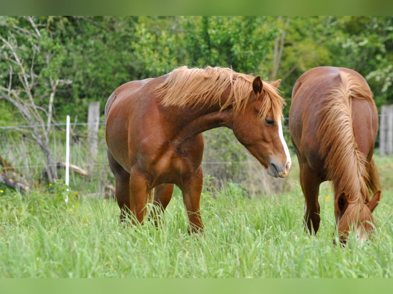 Welsh D (Cob) Gelding 1 year 14,1 hh Chestnut-Red in Ménil-la-Tour