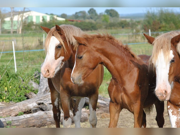 Welsh D (Cob) Gelding 1 year 14,1 hh Chestnut-Red in Ménil-la-Tour