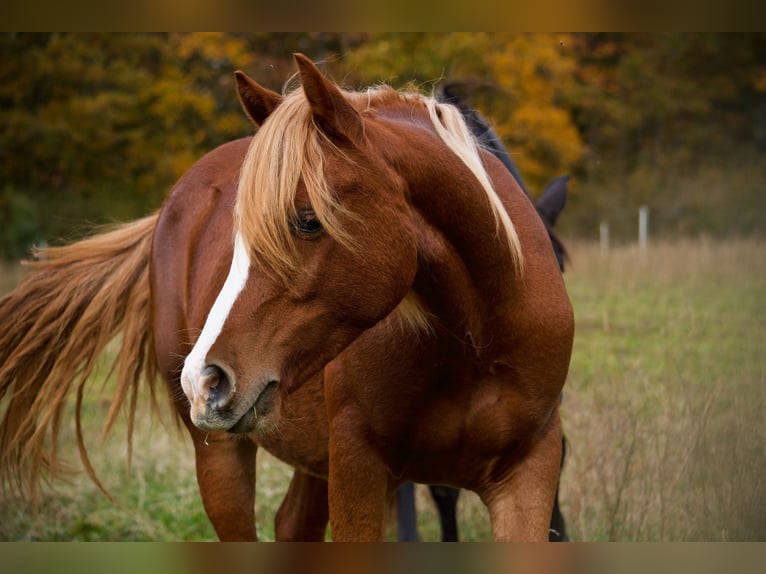 Welsh D (Cob) Gelding 1 year 14,1 hh Chestnut-Red in Ménil-la-Tour