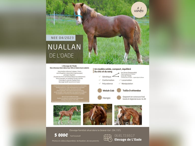 Welsh D (Cob) Gelding 1 year 14,1 hh Chestnut-Red in Ménil-la-Tour