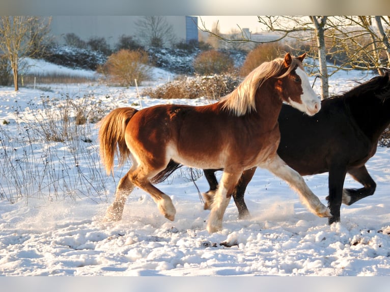 Welsh D (Cob) Gelding 1 year 14,1 hh Chestnut-Red in Ménil-la-Tour