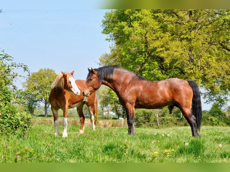 Welsh D (Cob) Gelding 1 year 14,1 hh Chestnut-Red in Ménil-la-Tour