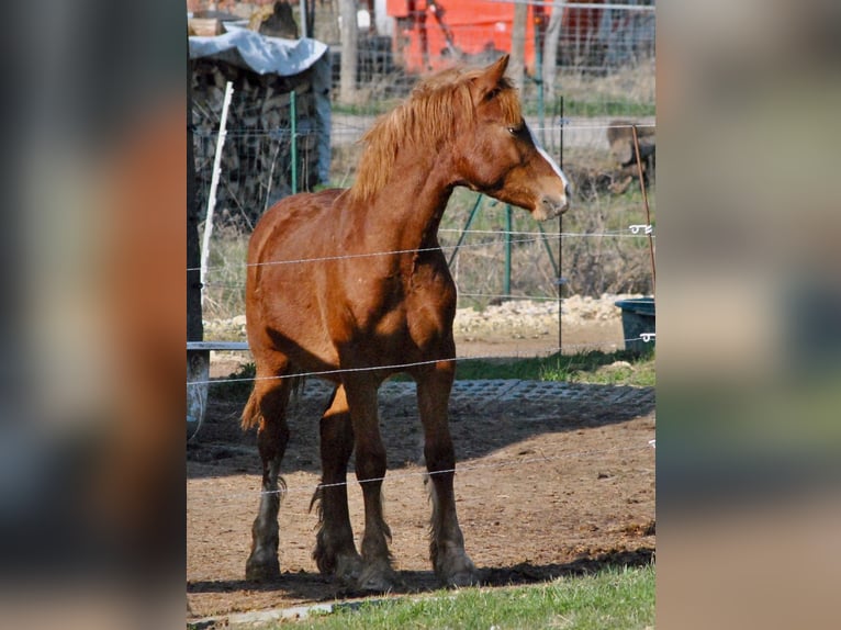 Welsh D (Cob) Gelding 1 year 14,1 hh Chestnut-Red in Ménil-la-Tour