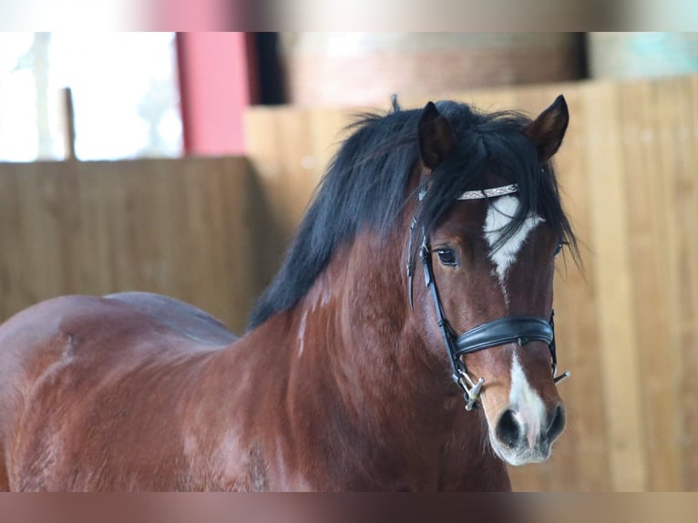 Welsh D (Cob) Gelding 1 year 14,1 hh Chestnut-Red in Ménil-la-Tour