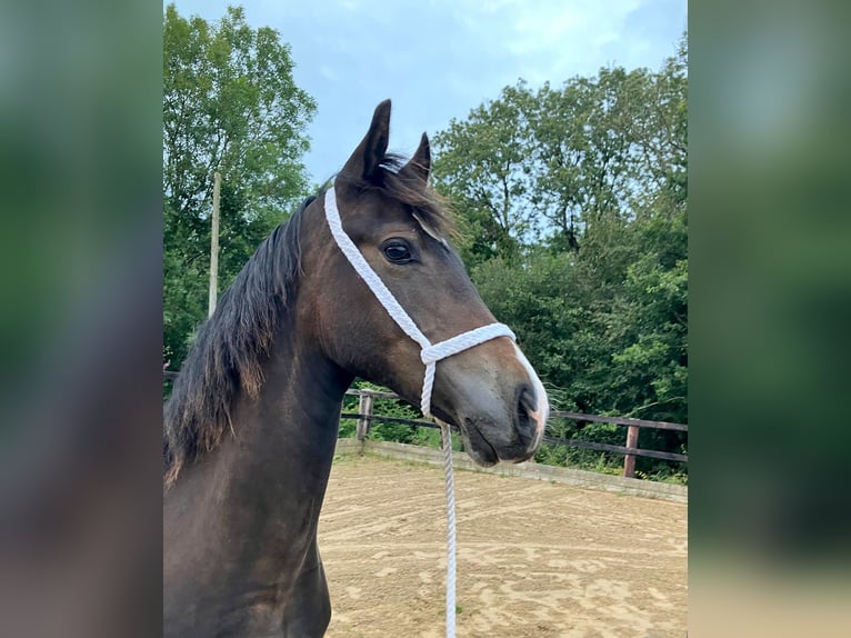 Welsh D (Cob) Gelding 1 year 15 hh Bay-Dark in Ceredigion