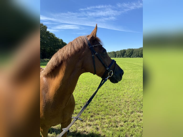 Welsh D (Cob) Gelding 20 years 14,2 hh Chestnut-Red in Lievelde