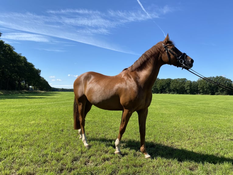 Welsh D (Cob) Gelding 20 years 14,2 hh Chestnut-Red in Lievelde