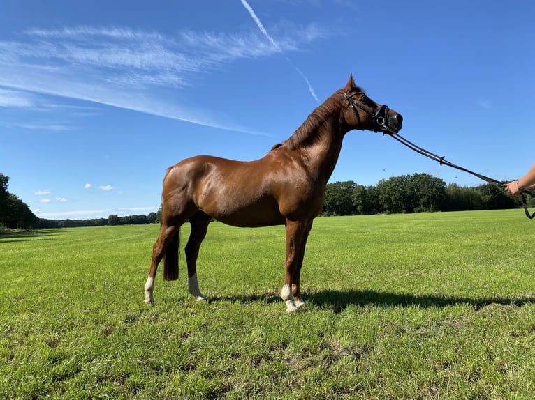 Welsh D (Cob) Gelding 20 years 14,2 hh Chestnut-Red in Lievelde