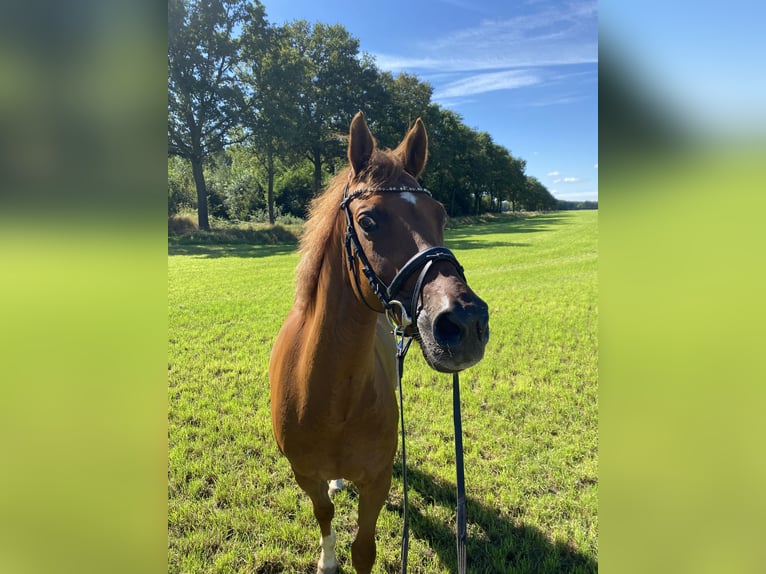 Welsh D (Cob) Gelding 20 years 14,2 hh Chestnut-Red in Lievelde