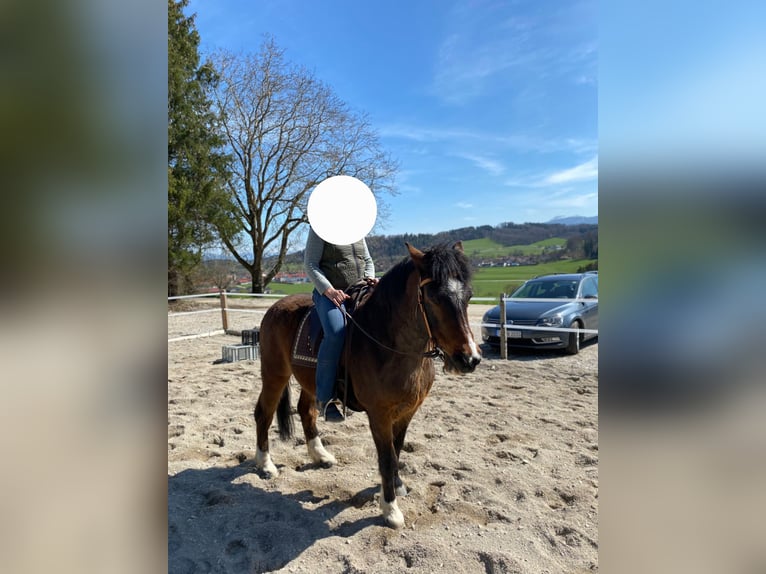 Welsh D (Cob) Mix Gelding 22 years 14,2 hh in Waging am See