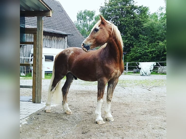 Welsh D (Cob) Gelding 23 years 14,2 hh Chestnut-Red in Fronreute