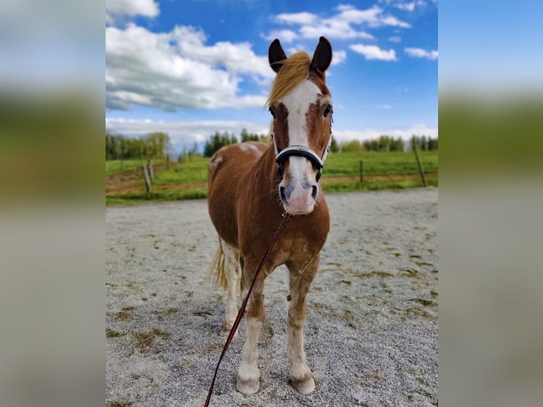 Welsh D (Cob) Gelding 23 years 14,2 hh Chestnut-Red in Fronreute