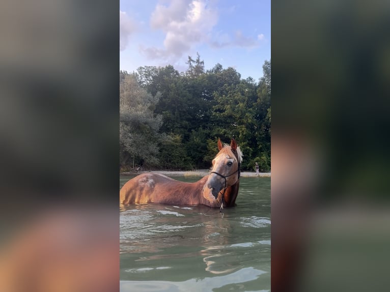 Welsh D (Cob) Gelding 23 years 14,2 hh Chestnut-Red in Fronreute