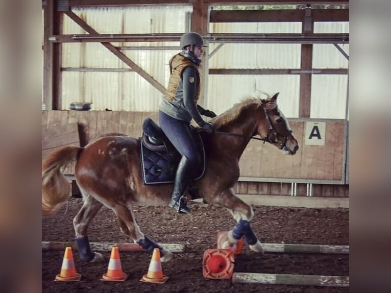 Welsh D (Cob) Gelding 23 years 14,2 hh Chestnut-Red in Fronreute