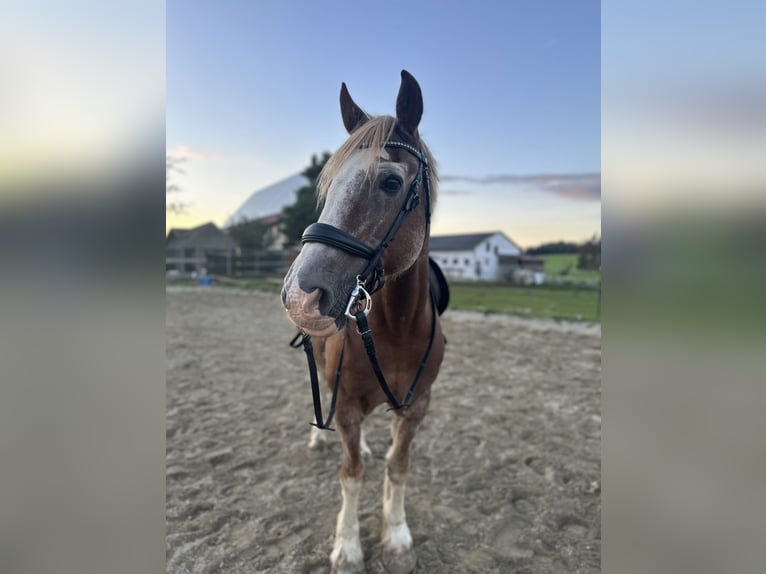 Welsh D (Cob) Gelding 23 years 14,2 hh Chestnut-Red in Fronreute