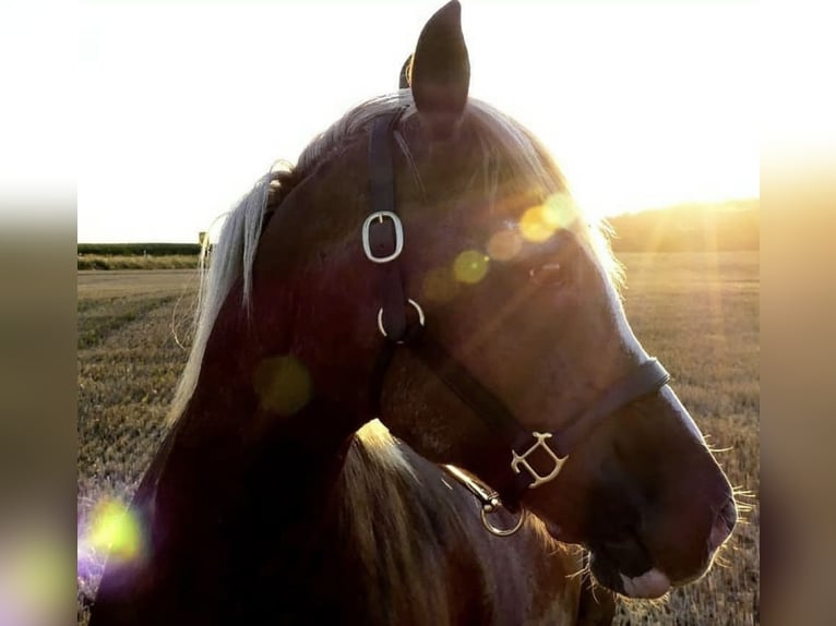 Welsh D (Cob) Gelding 23 years 14,2 hh Chestnut-Red in Fronreute