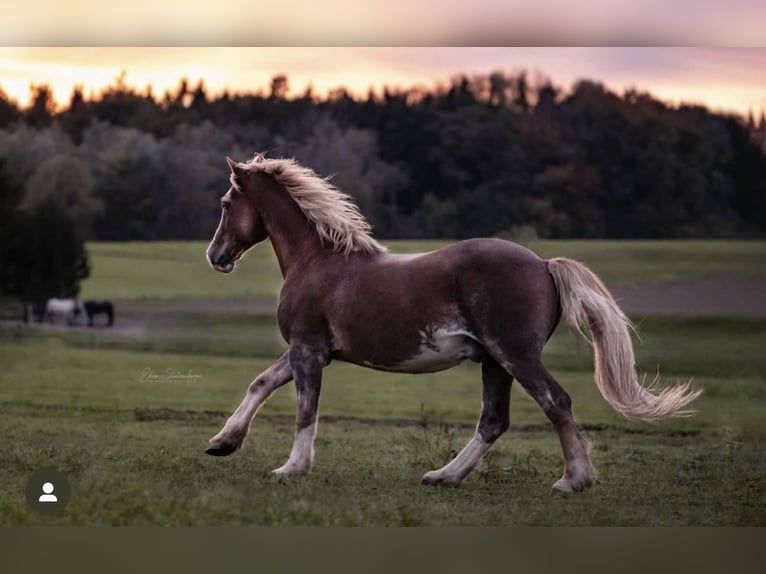 Welsh D (Cob) Gelding 23 years 14,2 hh Chestnut-Red in Fronreute