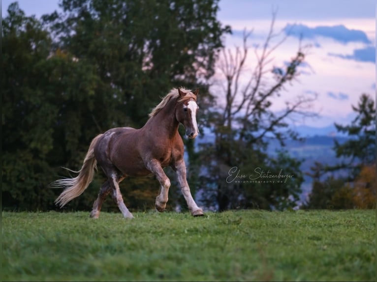 Welsh D (Cob) Gelding 23 years 14,2 hh Chestnut-Red in Fronreute