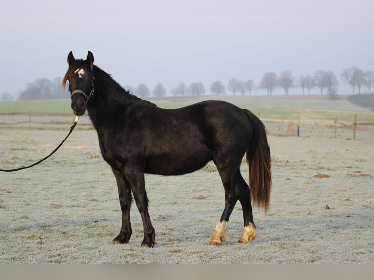 Welsh D (Cob) Gelding 2 years Bay-Dark in Laubach