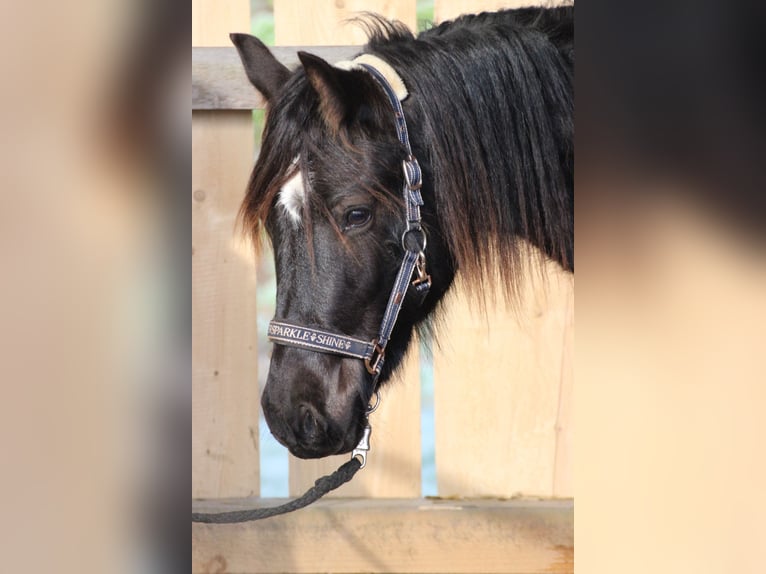 Welsh D (Cob) Gelding 2 years Bay-Dark in Laubach