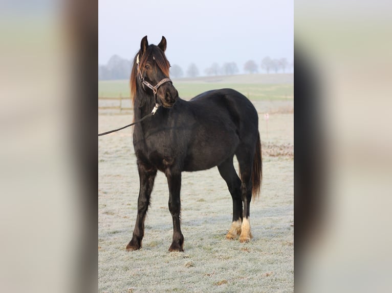 Welsh D (Cob) Gelding 2 years Bay-Dark in Laubach