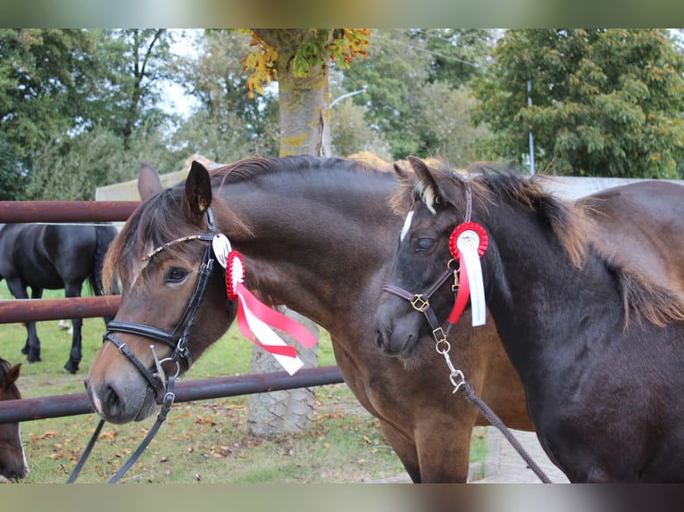 Welsh D (Cob) Gelding 2 years Bay-Dark in Laubach