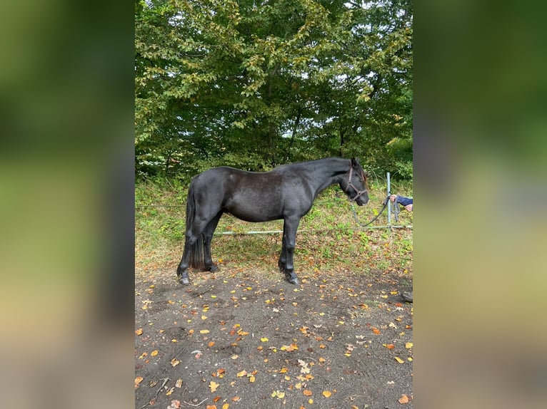 Welsh D (Cob) Gelding 3 years 14,1 hh Black in Neumünster