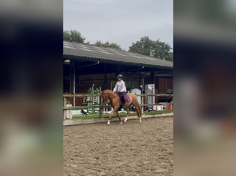 Welsh D (Cob) Gelding 3 years 14,1 hh Chestnut-Red in Heemskerk